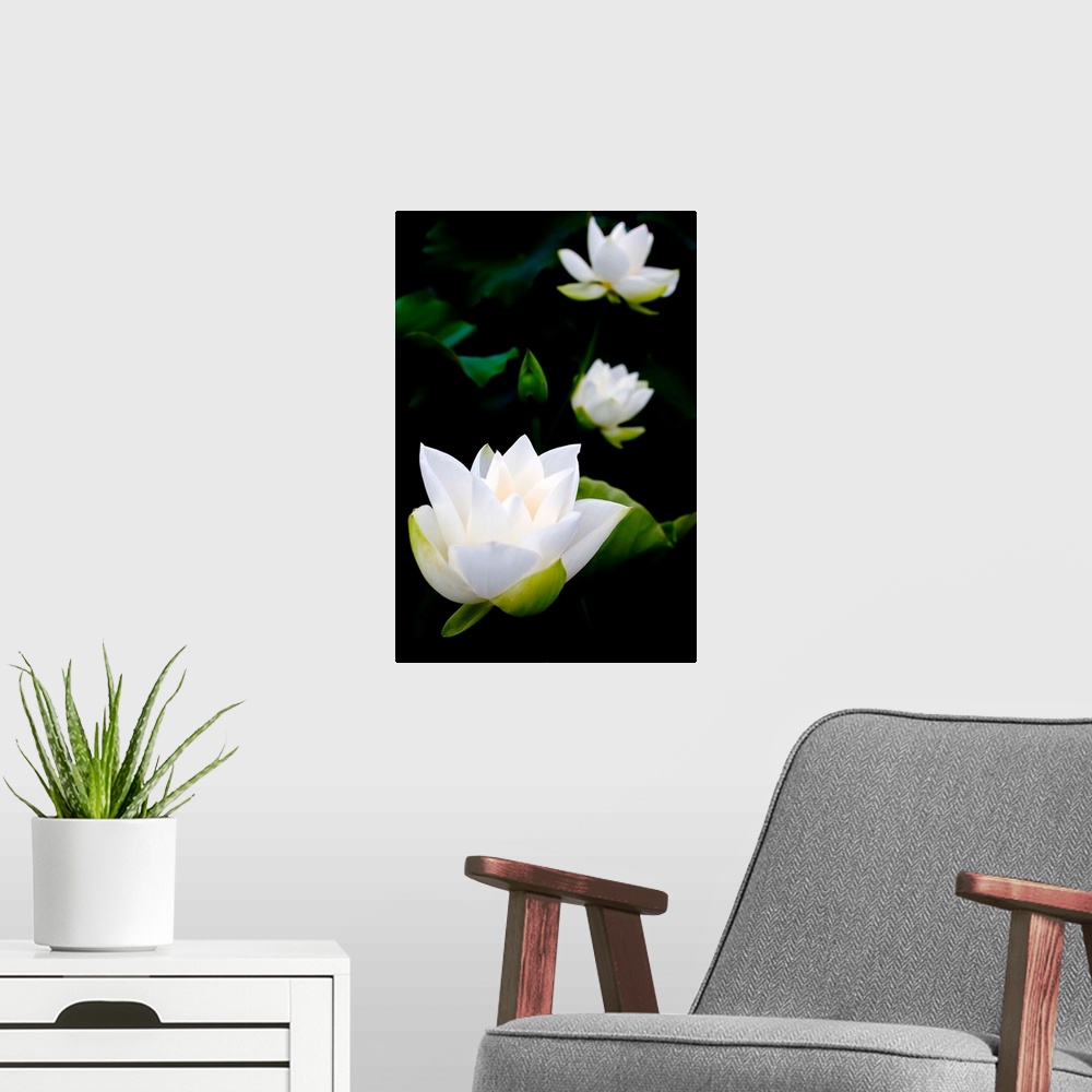 A modern room featuring White lotus on black background.
