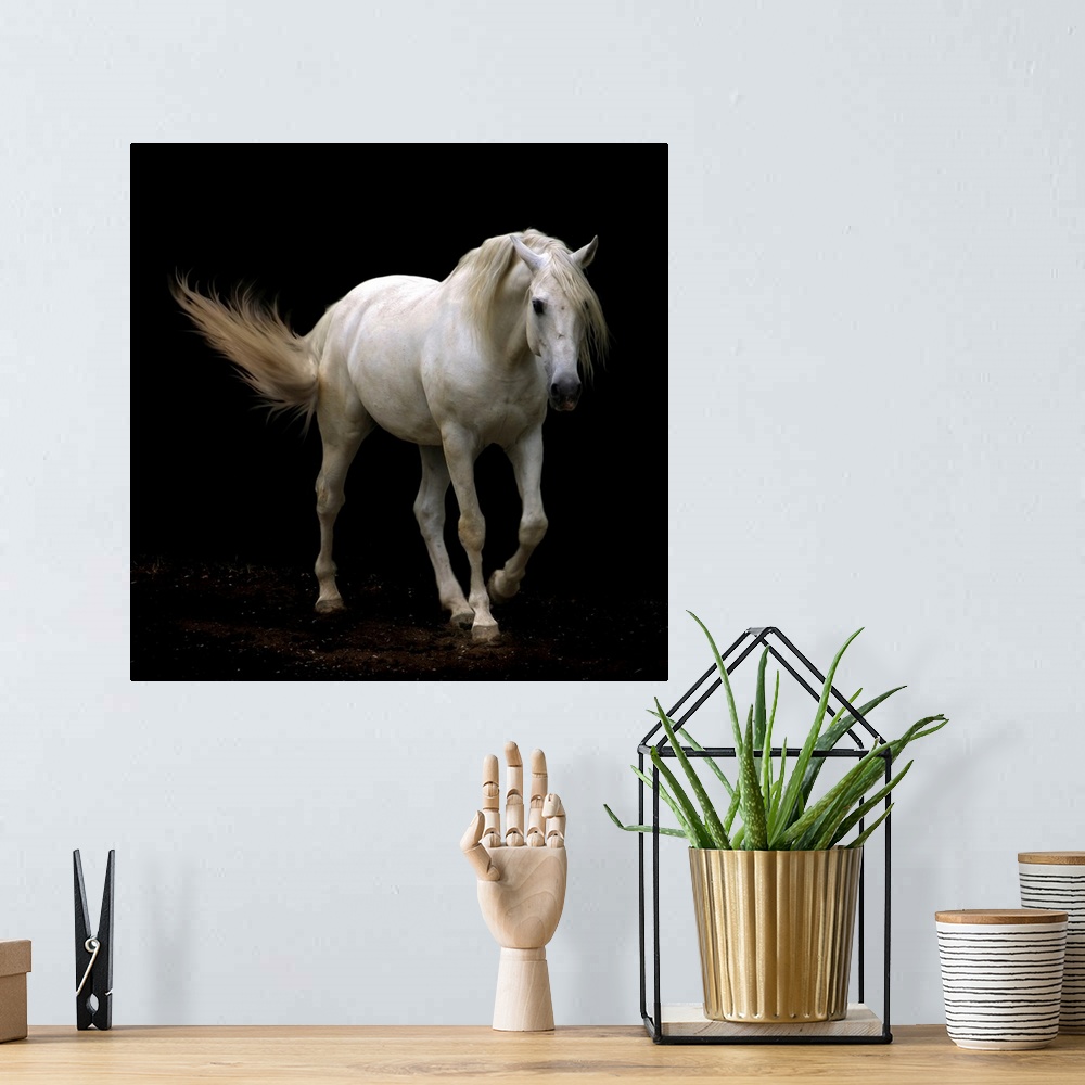 A bohemian room featuring Giant photograph shows a solid-hoofed mammal with a flowing mane slowly galloping in the dark.