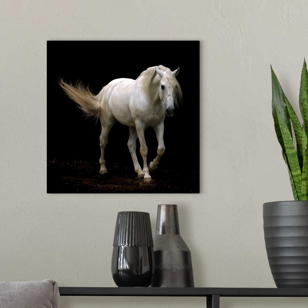 A modern room featuring Giant photograph shows a solid-hoofed mammal with a flowing mane slowly galloping in the dark.
