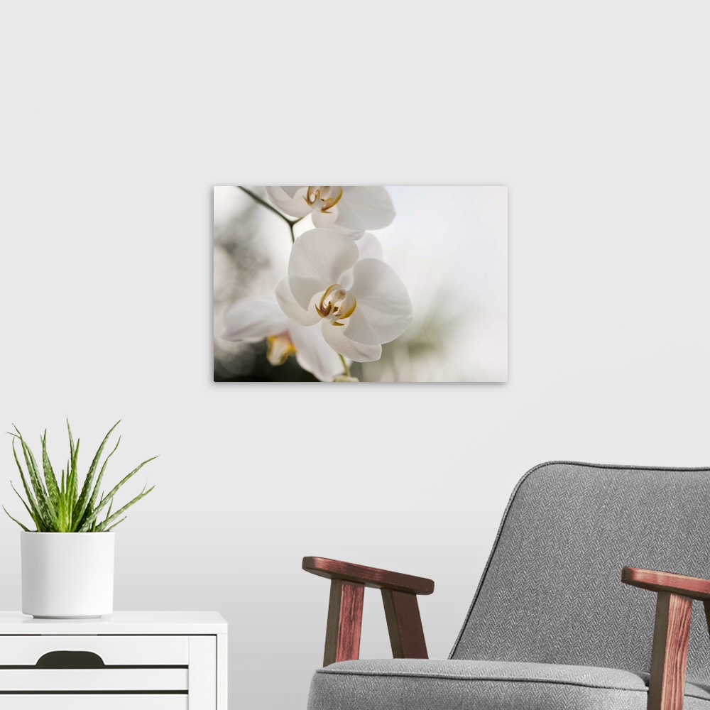 A modern room featuring White orchid