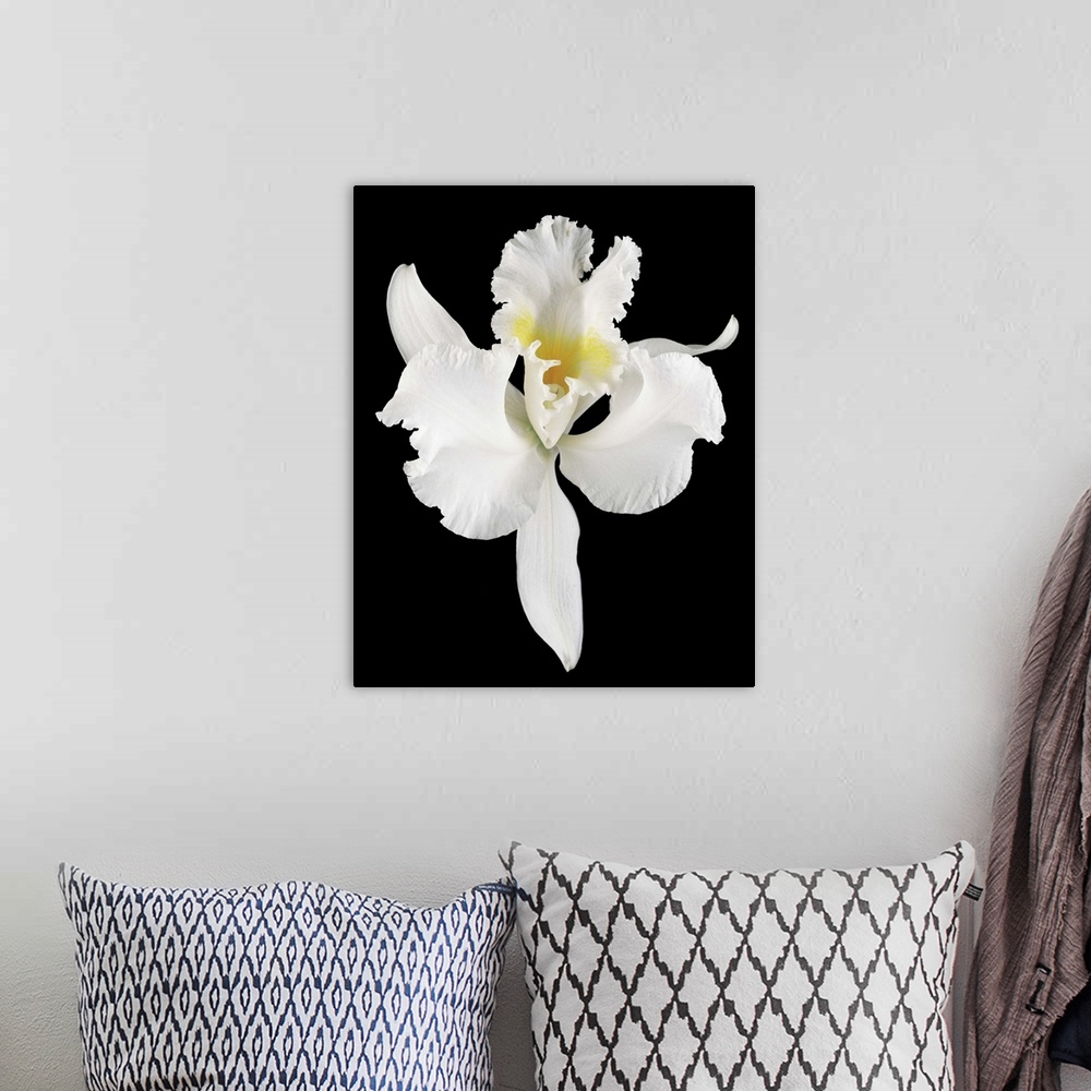 A bohemian room featuring White orchid flower in bloom (Orchidaceae) on black background