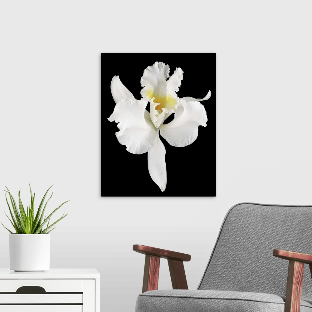 A modern room featuring White orchid flower in bloom (Orchidaceae) on black background