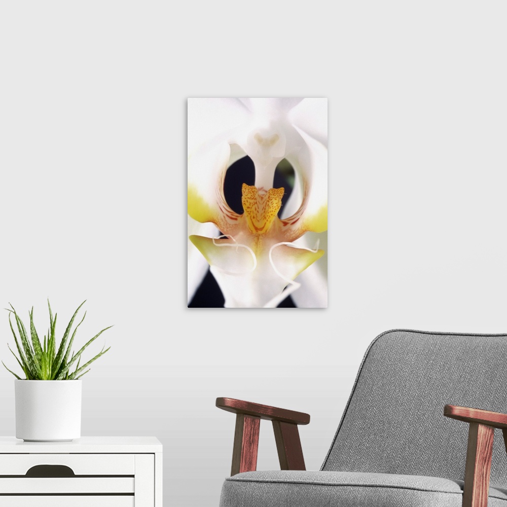 A modern room featuring White Orchid