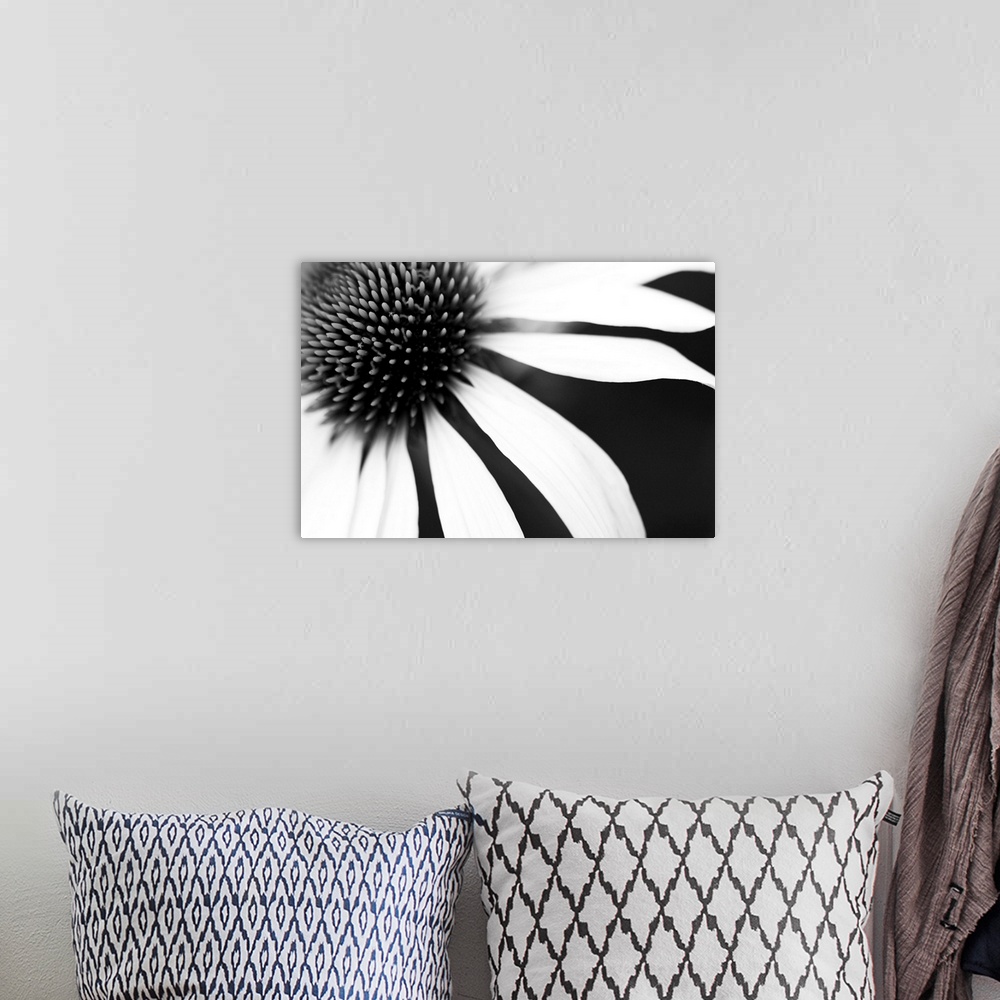 A bohemian room featuring White petals on a black background radiating from the centre of the flower, resembling sun and rays.
