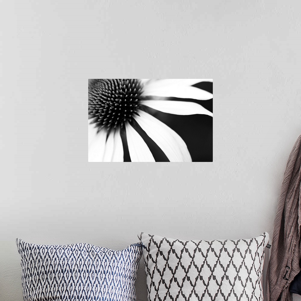 A bohemian room featuring White petals on a black background radiating from the centre of the flower, resembling sun and rays.