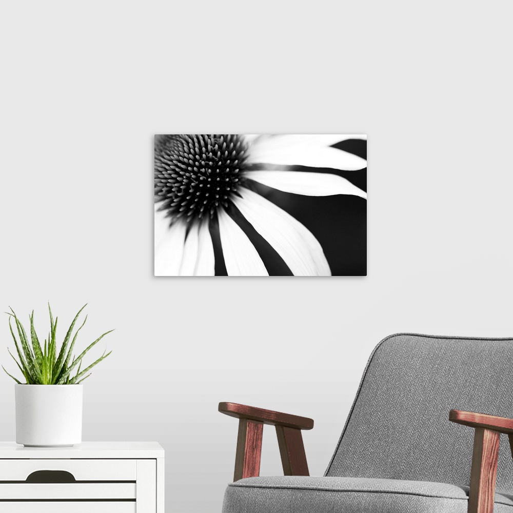 A modern room featuring White petals on a black background radiating from the centre of the flower, resembling sun and rays.