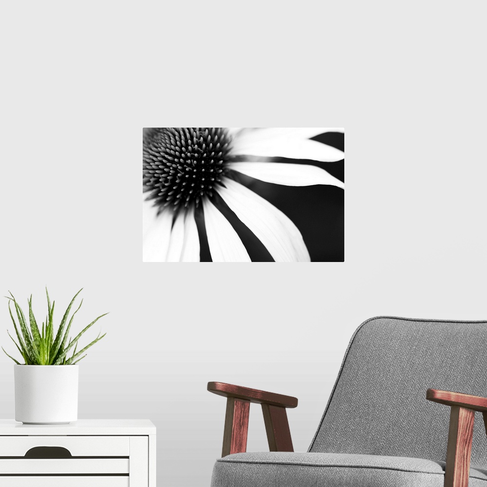 A modern room featuring White petals on a black background radiating from the centre of the flower, resembling sun and rays.