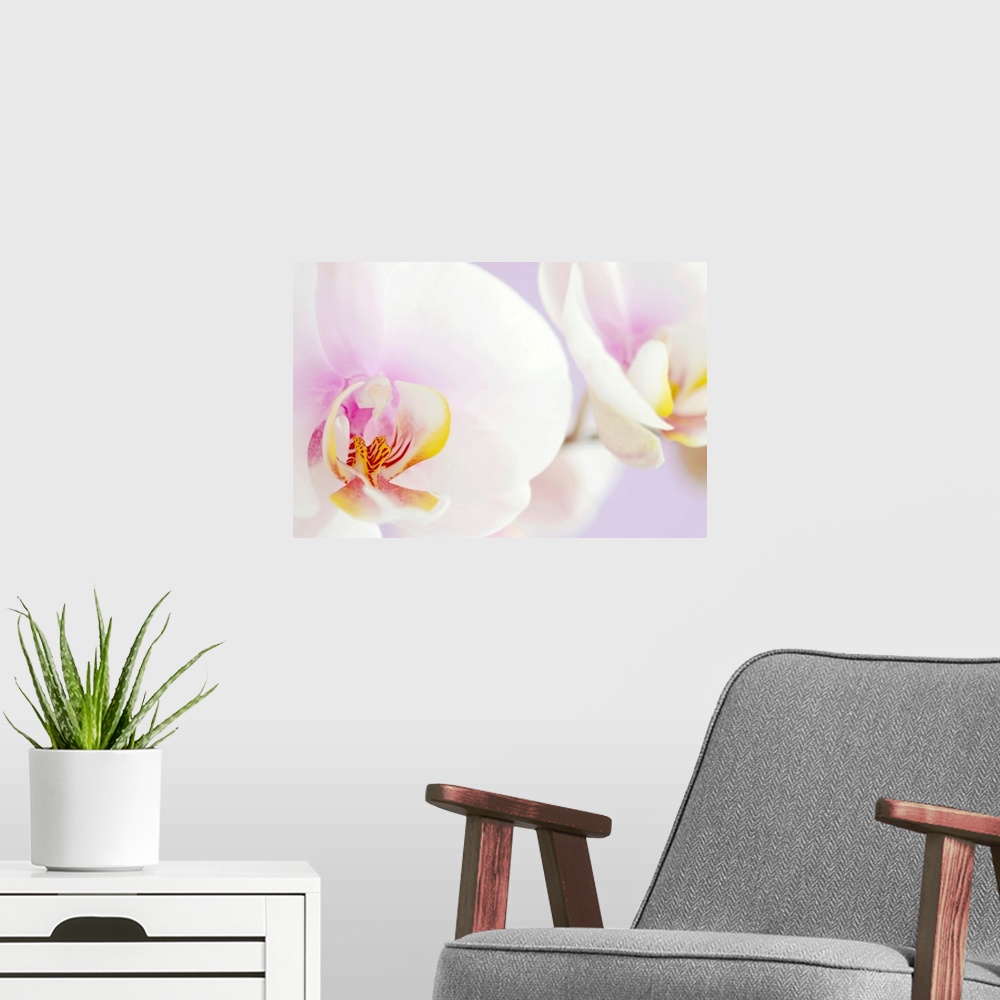 A modern room featuring Macro shot of two orchids in bloom with pale petals and a blurred background.