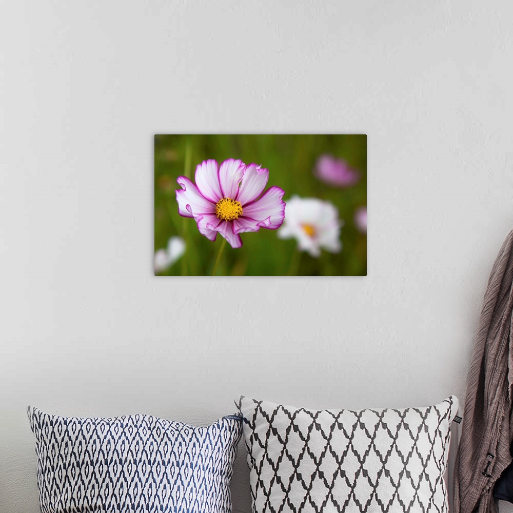 A bohemian room featuring White, pink and yellow flower in field with blur flowers and grasses in background.
