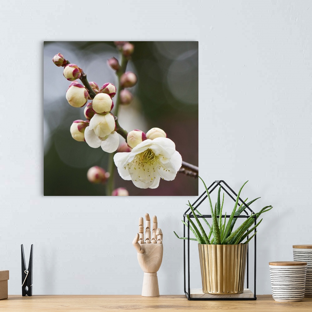 A bohemian room featuring White plum blossoms With bokeh background.