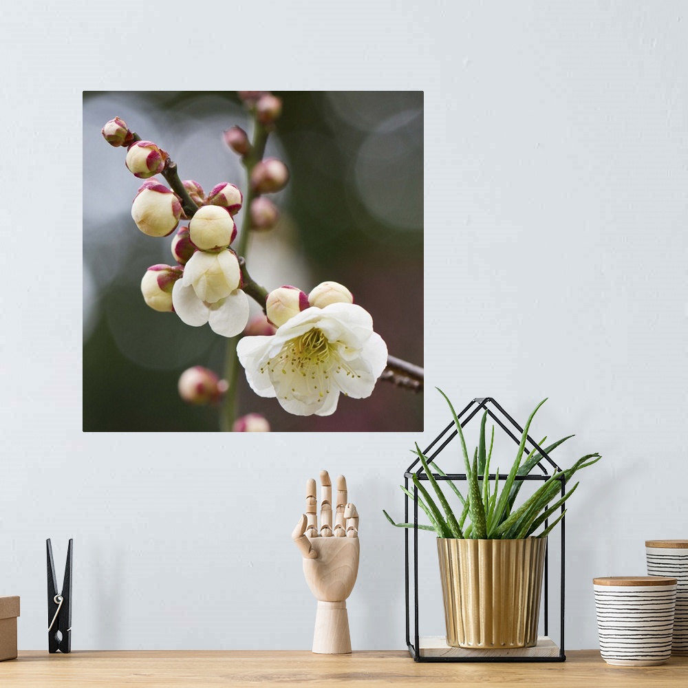 A bohemian room featuring White plum blossoms With bokeh background.