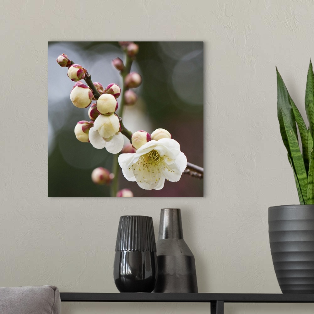 A modern room featuring White plum blossoms With bokeh background.