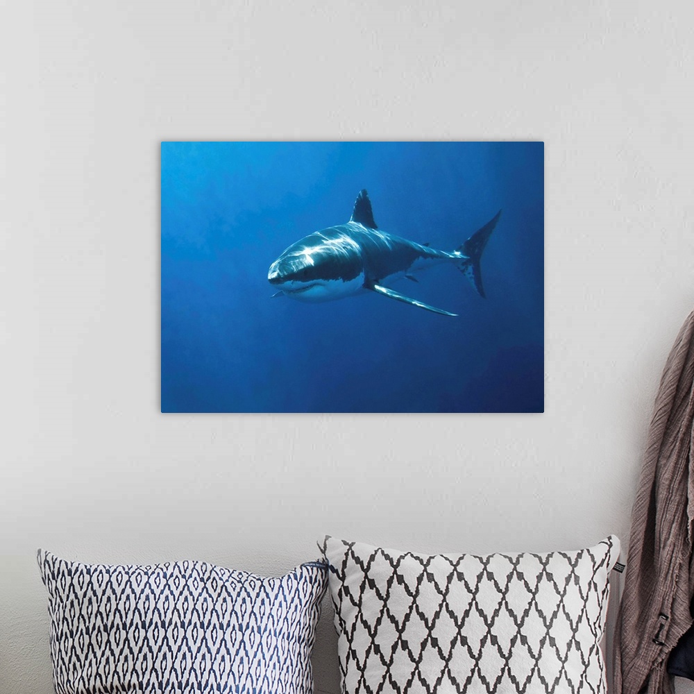 A bohemian room featuring White pointer shark (Carcharodon carcharias)Neptune Island South Australia