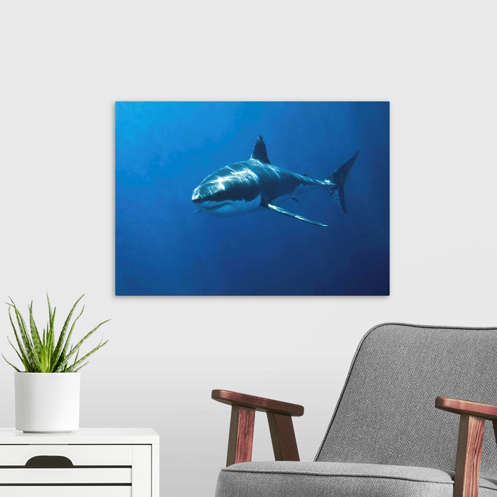A modern room featuring White pointer shark (Carcharodon carcharias)Neptune Island South Australia