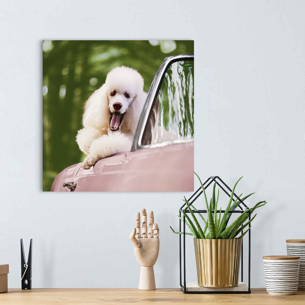 A bohemian room featuring White Poodle in pink convertible car