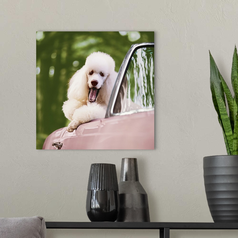 A modern room featuring White Poodle in pink convertible car