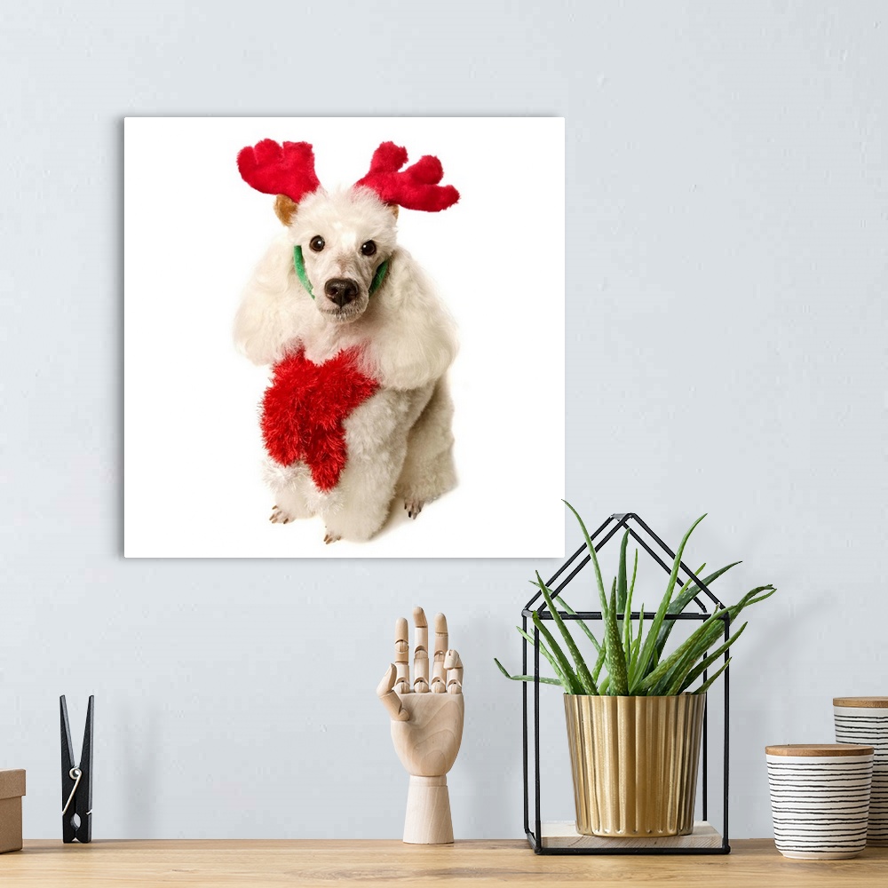 A bohemian room featuring White poodle wearing red Christmas Antlers and red scarf, close-up