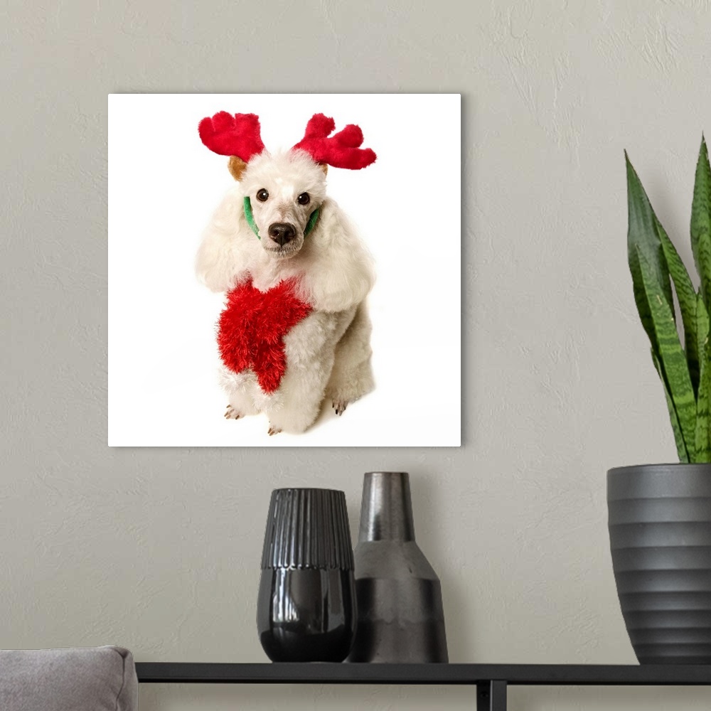 A modern room featuring White poodle wearing red Christmas Antlers and red scarf, close-up