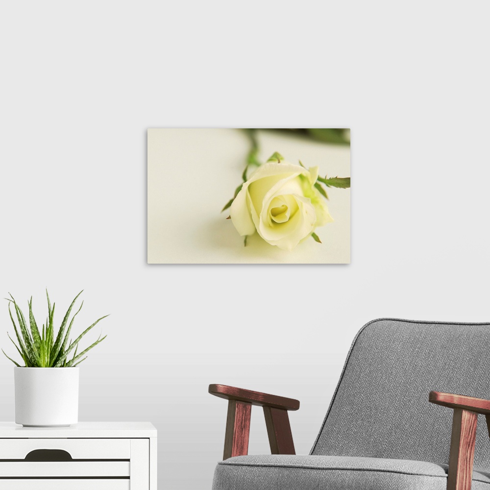 A modern room featuring White Rose