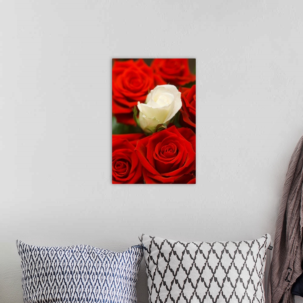 A bohemian room featuring White Rose Between Red Roses