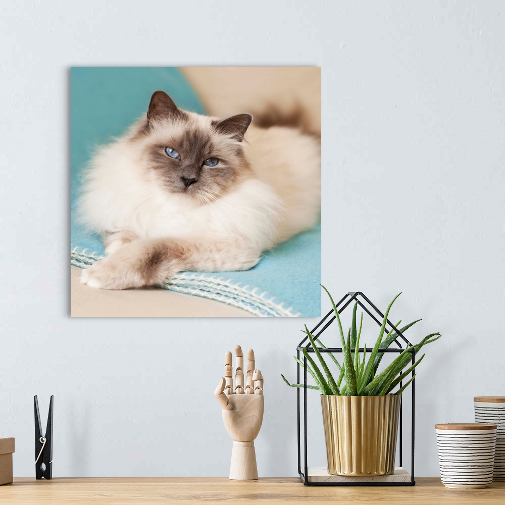 A bohemian room featuring White sacred birman cat with blue eyes lying on blue blanket.