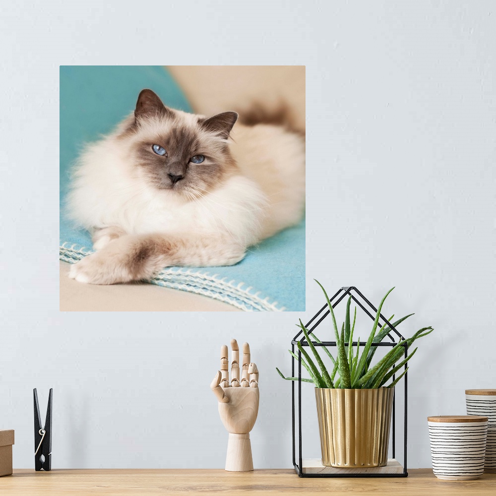 A bohemian room featuring White sacred birman cat with blue eyes lying on blue blanket.