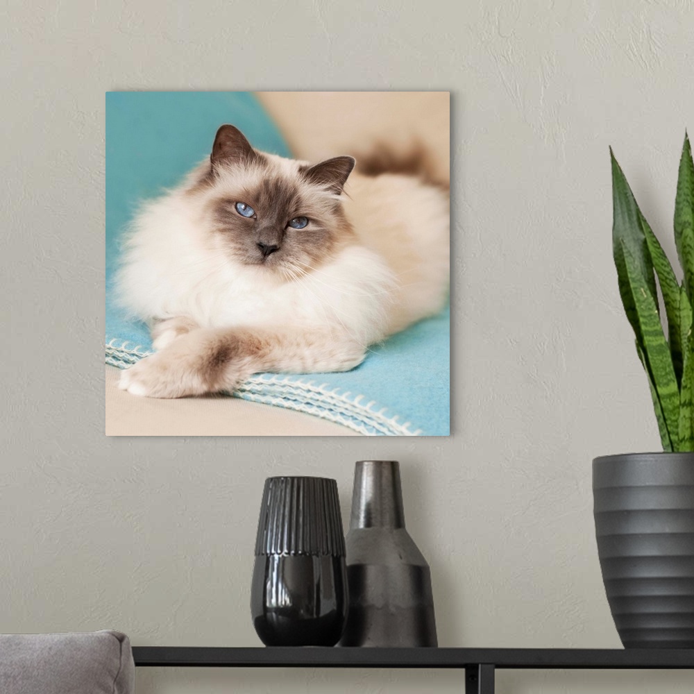 A modern room featuring White sacred birman cat with blue eyes lying on blue blanket.