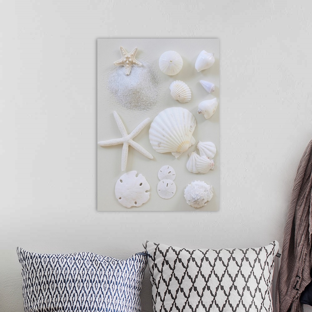 A bohemian room featuring A collection of starfish, sea shells and sand dollars are scattered onto a flat surface and photo...