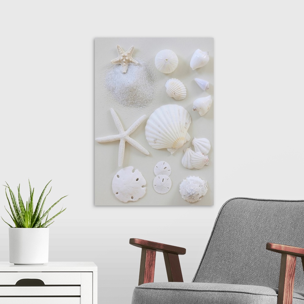A modern room featuring A collection of starfish, sea shells and sand dollars are scattered onto a flat surface and photo...