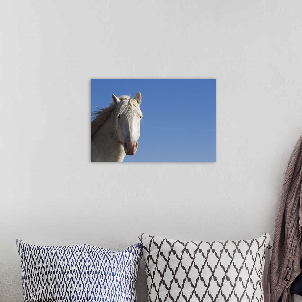 A bohemian room featuring White Spanish mustang (Equus caballus), headshot, wild horse, Wyoming, USA