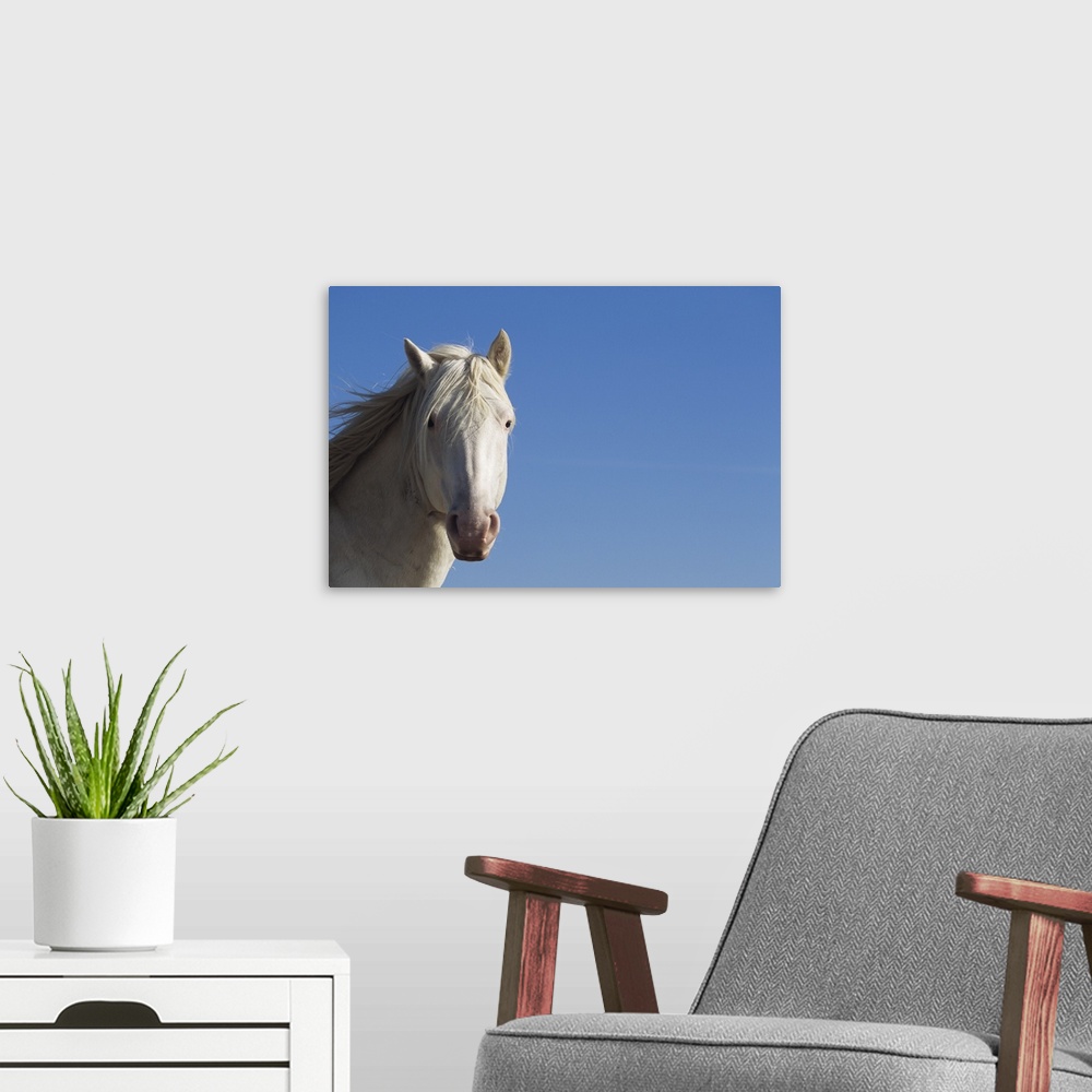 A modern room featuring White Spanish mustang (Equus caballus), headshot, wild horse, Wyoming, USA