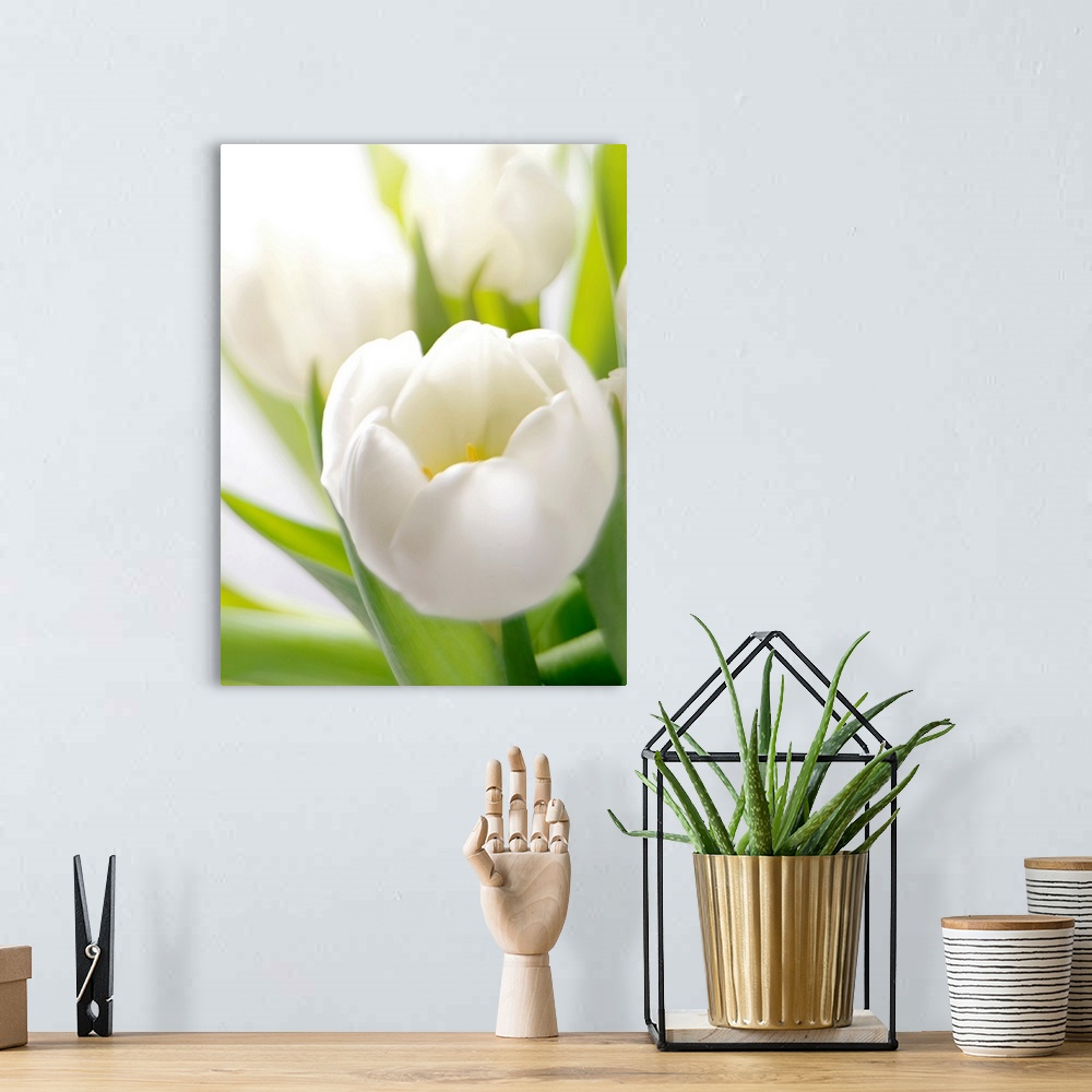 A bohemian room featuring Close up shot of a pristine white flower standing out from long green leaves, with other blooms o...