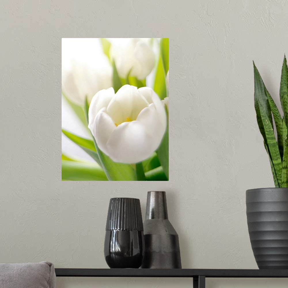 A modern room featuring Close up shot of a pristine white flower standing out from long green leaves, with other blooms o...