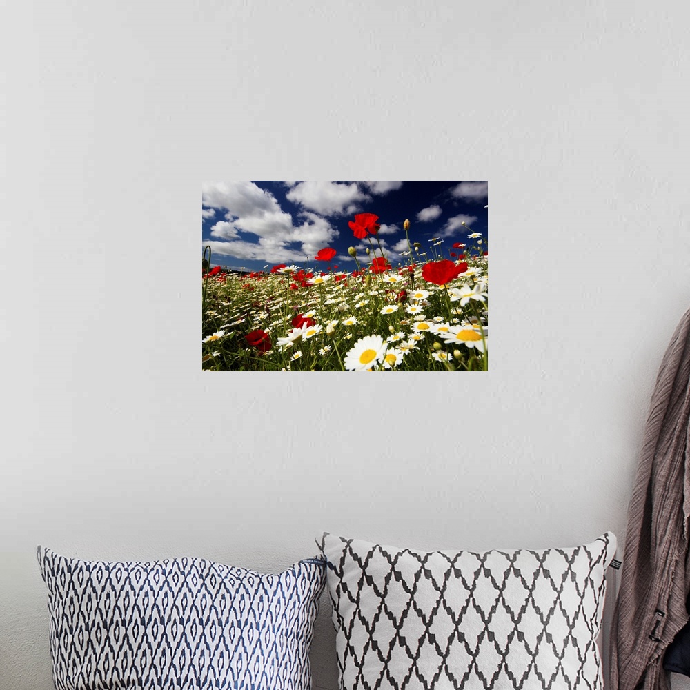 A bohemian room featuring Wide angle view of meadow of poppies and daisies, Low viewpoint against deep blue sky and white f...