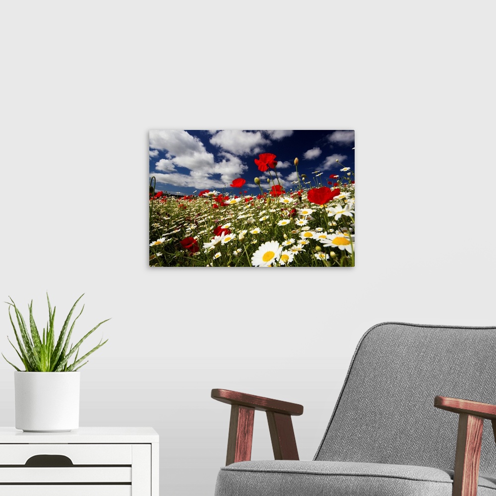 A modern room featuring Wide angle view of meadow of poppies and daisies, Low viewpoint against deep blue sky and white f...