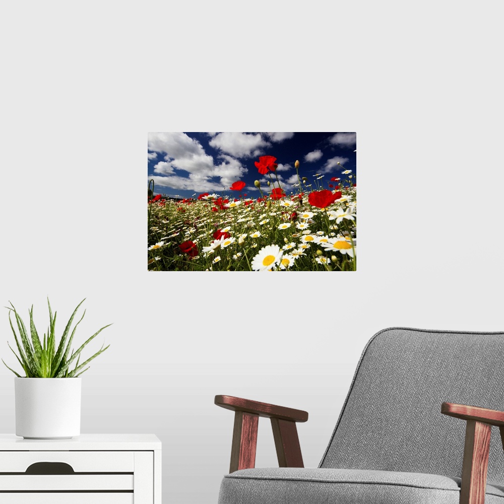 A modern room featuring Wide angle view of meadow of poppies and daisies, Low viewpoint against deep blue sky and white f...