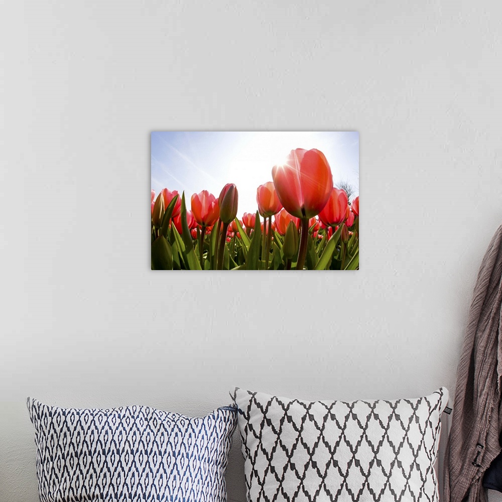 A bohemian room featuring Looking up into the sun and tulips from below