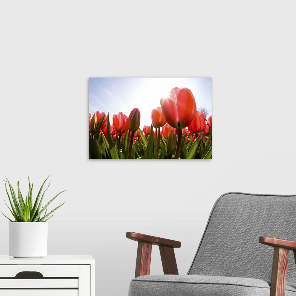 A modern room featuring Looking up into the sun and tulips from below