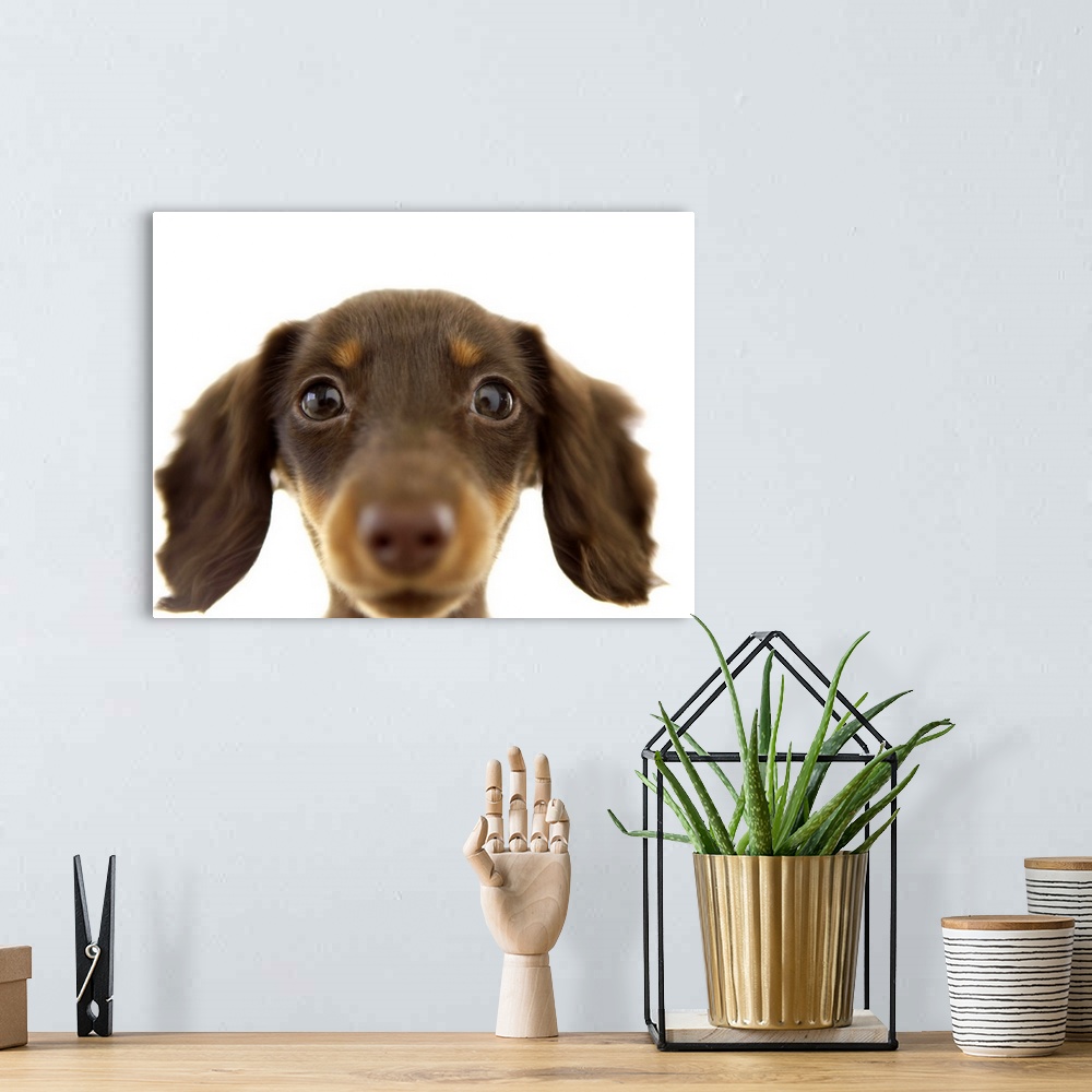 A bohemian room featuring Wiener Dog (brown)