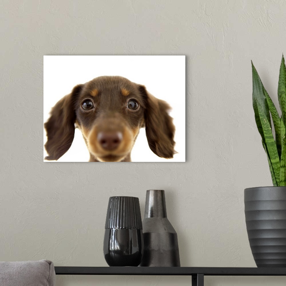 A modern room featuring Wiener Dog (brown)