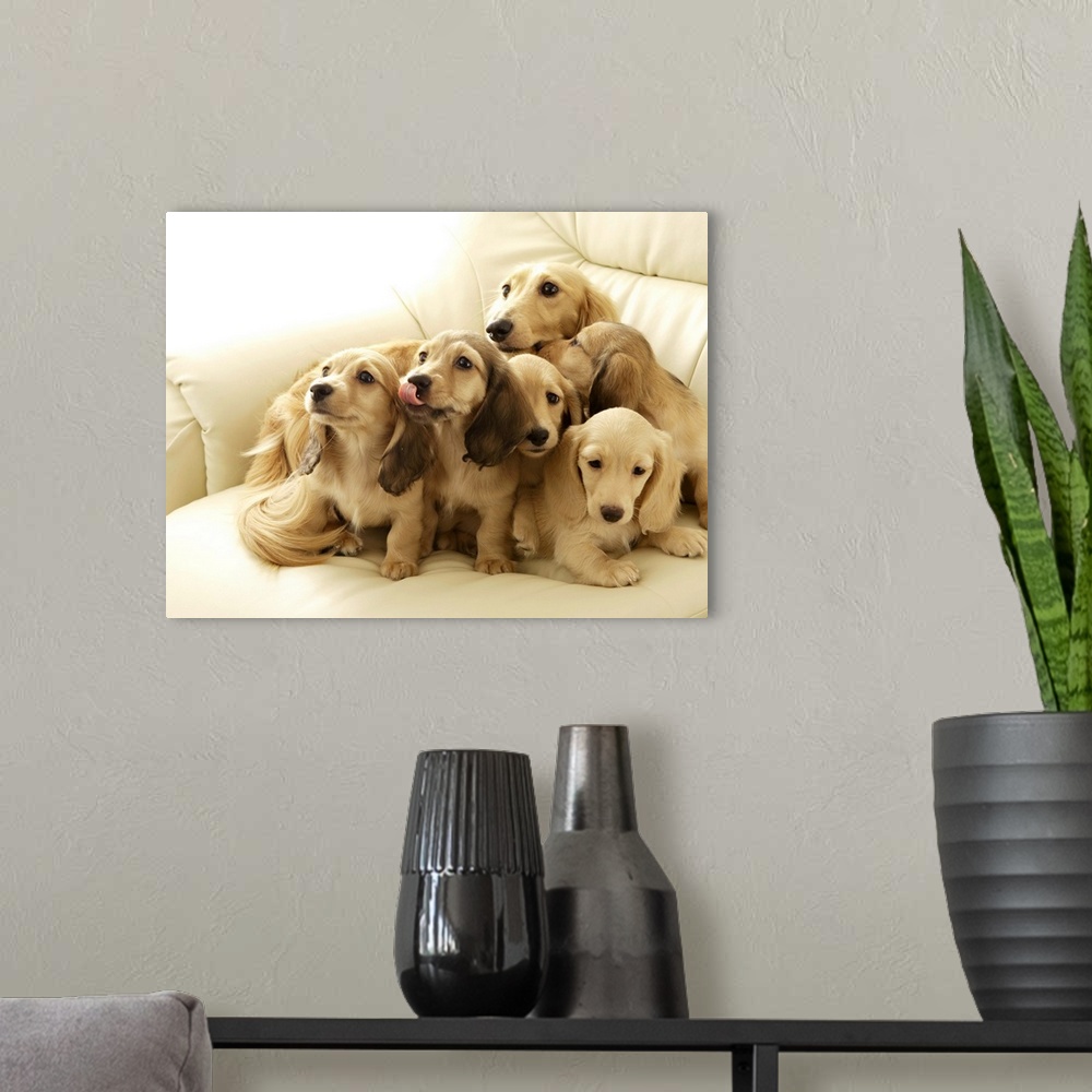 A modern room featuring Wiener dogs