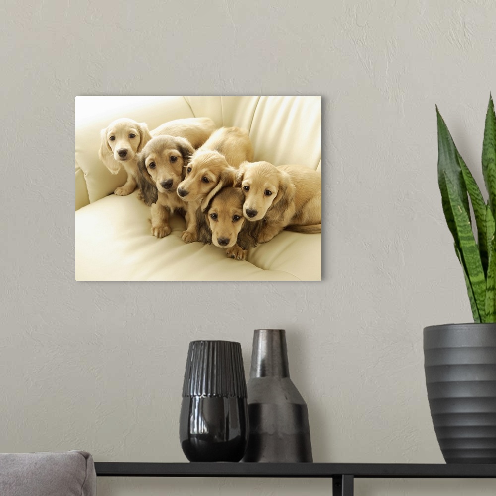 A modern room featuring Wiener puppies