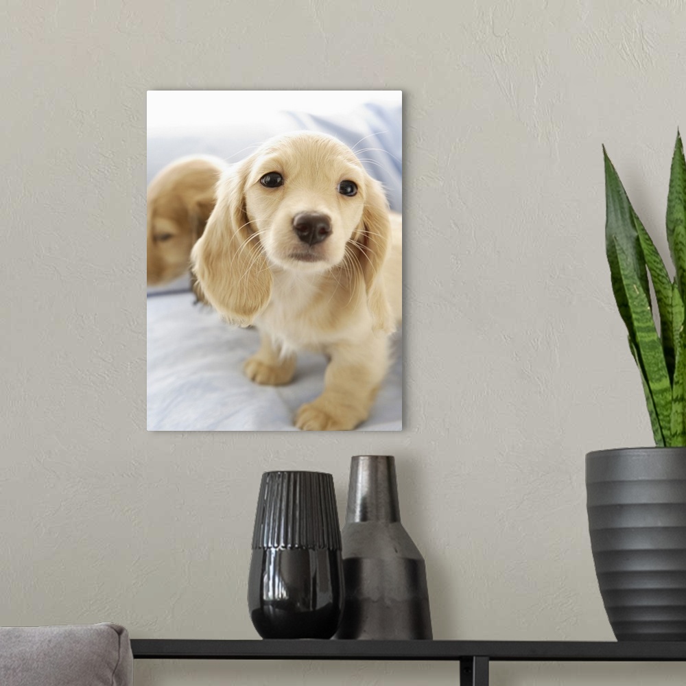 A modern room featuring Wiener puppies