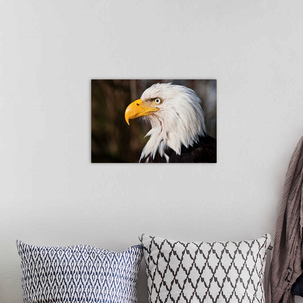 A bohemian room featuring Wild Bald Eagle stares out into wild yonder.