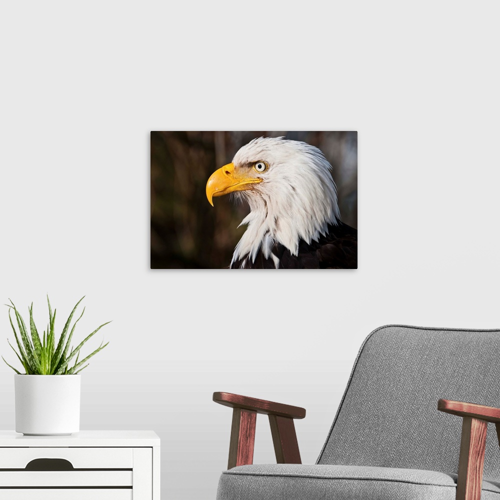 A modern room featuring Wild Bald Eagle stares out into wild yonder.