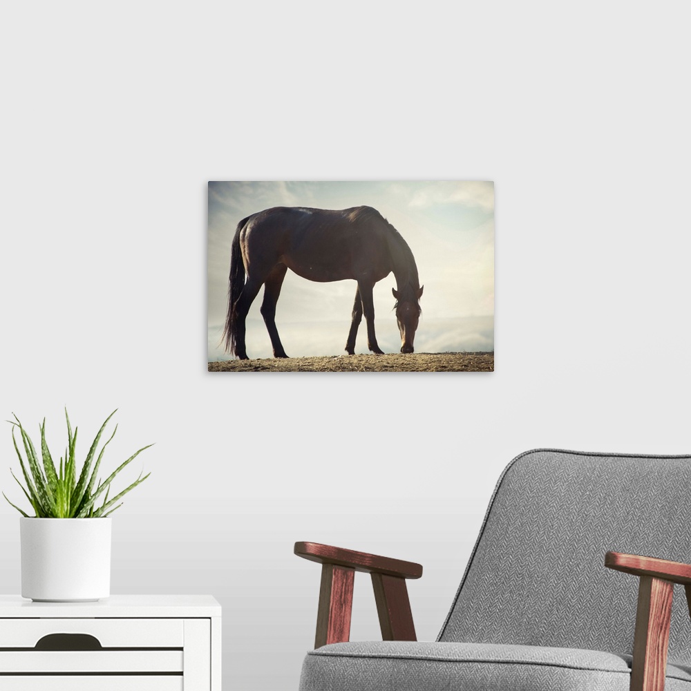 A modern room featuring Wild brown horse standing at canyon during sunset.