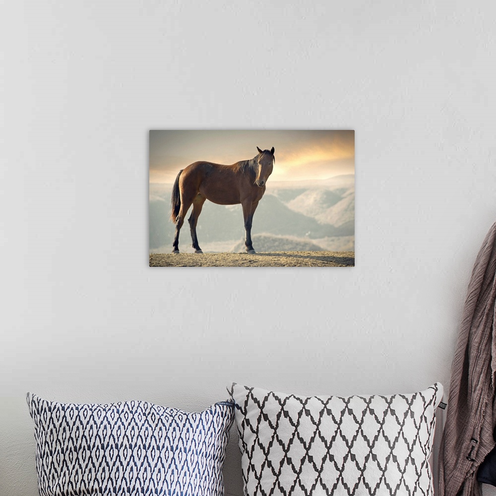 A bohemian room featuring Wild brown horse standing at canyon during sunset.
