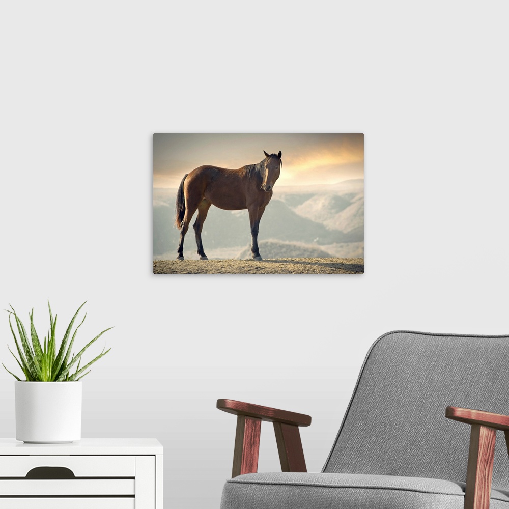 A modern room featuring Wild brown horse standing at canyon during sunset.