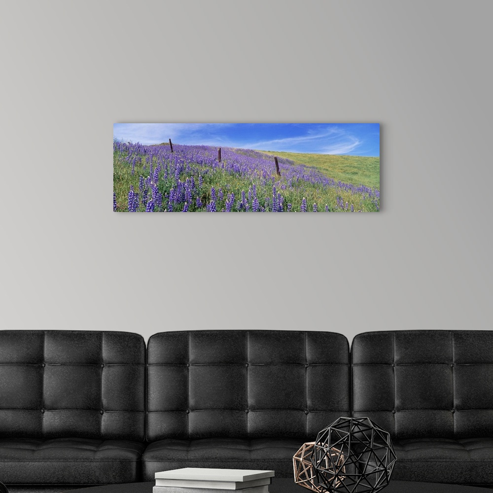 A modern room featuring Wild flowers in a meadow, California, USA