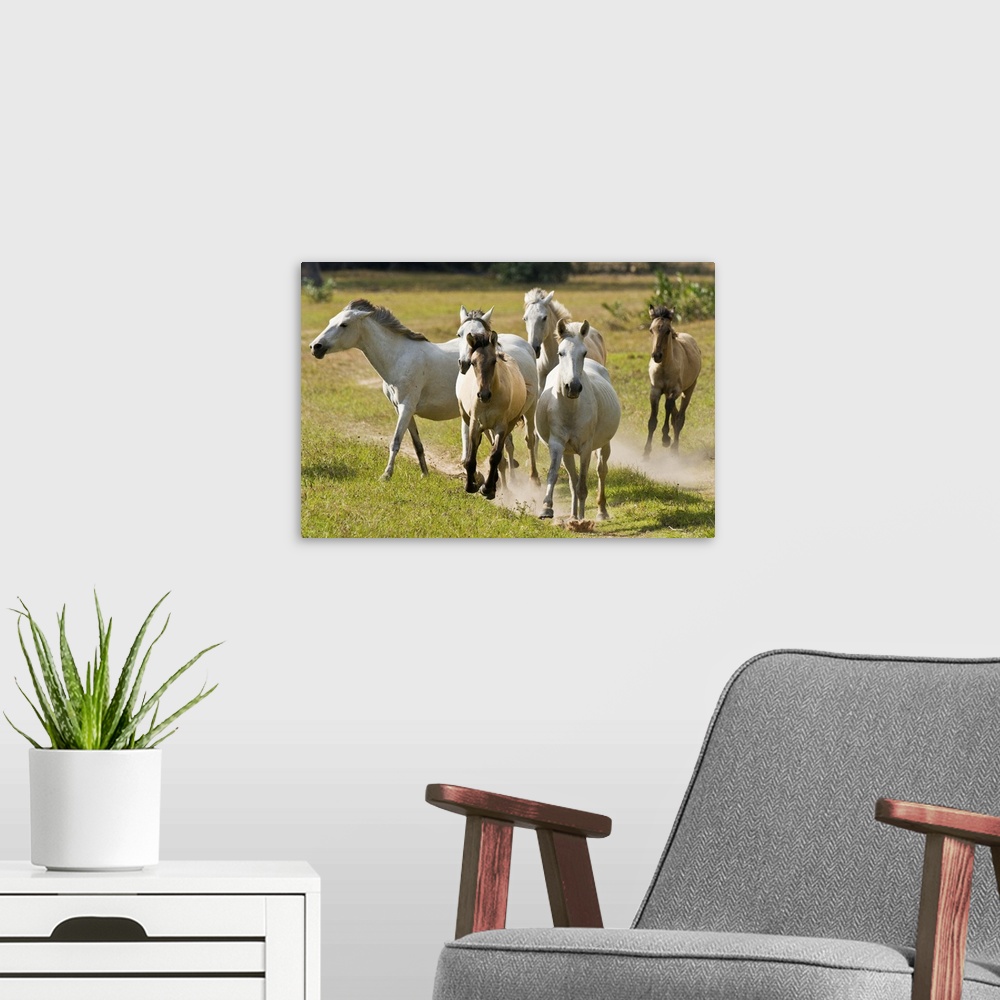 A modern room featuring Wild horses running across the Pantanal